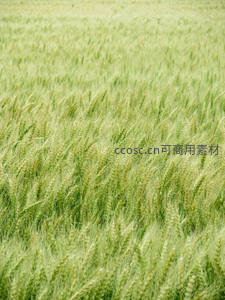 无垠绿野，风吹麦浪的诗意景象