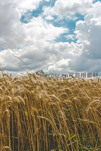 蓝天白云下金色麦浪翻滚，壮丽田野风光