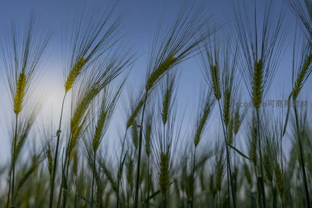 逆光中的青麦穗剪影映衬蔚蓝天空