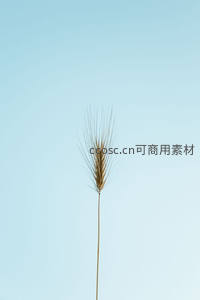 孤傲麦穗独立于纯净浅蓝天空之下