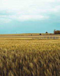 金黄麦浪翻滚，远山如黛映蓝天