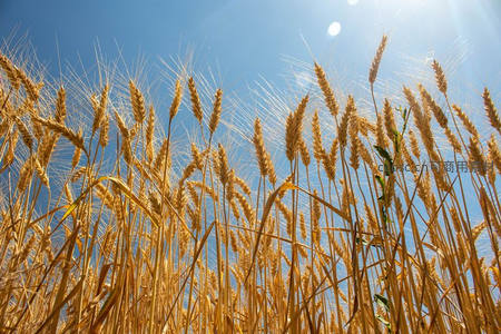阳光穿透麦穗，蓝天映衬丰收景