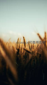 夕阳余晖洒麦田，穗影朦胧醉人心