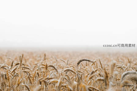 金色麦浪在薄雾中铺展至天际