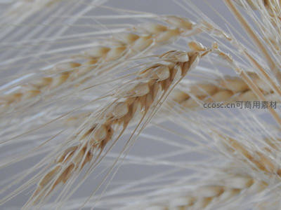 麦穗特写展现饱满谷粒与细长芒刺