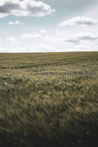 青绿麦田在蓝天白云下延绵起伏