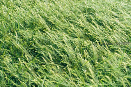 翠绿麦苗随风舞动形成动态波纹