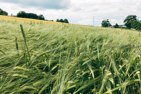 绿意盎然的麦田在微风中摇曳生姿