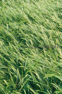 风吹麦浪，绿野无垠尽显自然之美