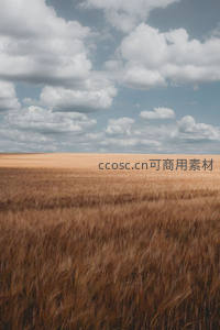 广袤金色麦田与蓝天白云交相辉映