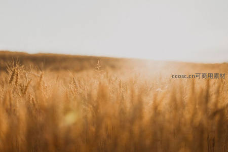 夕阳余晖洒满金色麦田，温暖如梦