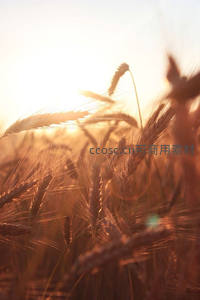 金色麦浪在夕阳下闪耀光芒