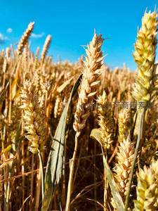 蓝天下的成熟麦田生机盎然