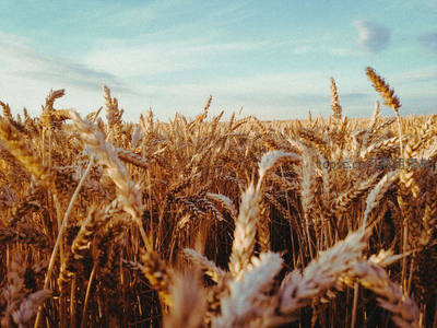 广阔麦田在蓝天映衬下壮丽