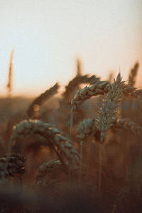 暮色中麦穗剪影诗意朦胧