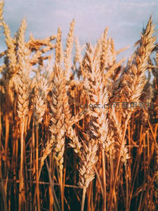 金色麦浪在夕阳下闪耀丰收的光芒