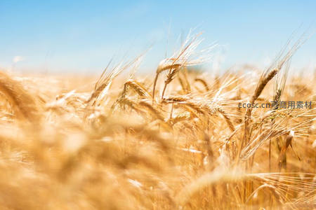 微风拂过无垠麦海，金波荡漾如画