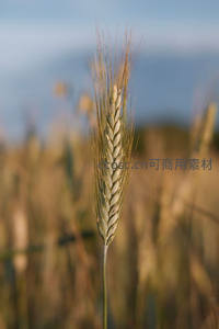 单株麦穗迎风挺立，背景虚化显纯净