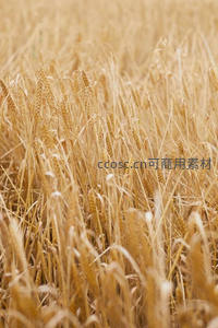 广阔麦田铺展眼前，尽显丰收盛景