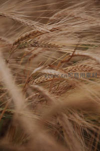 风中麦芒交错，捕捉丰收前的温柔瞬间