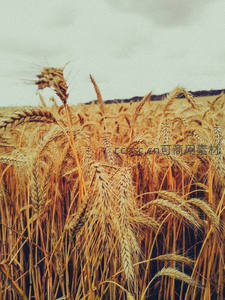 金黄麦穗特写，丰收在望的田野