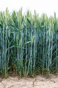 青翠麦苗生机勃勃，绿意盎然