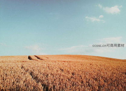 广阔麦田航拍，大地的金色画卷