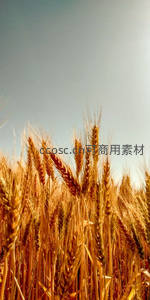 仰拍金色麦浪，沐浴阳光之下