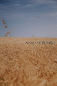 朦胧麦田远景与淡蓝天空相映成趣