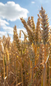 特写镜头下的成熟麦穗颗粒饱满
