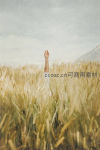 一人举手伫立于金黄麦田之中