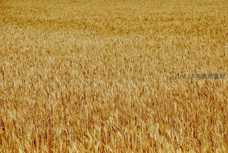 俯瞰视角下无边无际的金色麦海