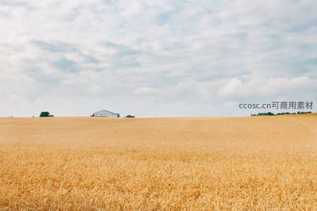 金色麦浪中的孤寂农舍