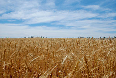 风吹麦浪金黄遍野