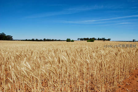 广袤麦田与红土小径