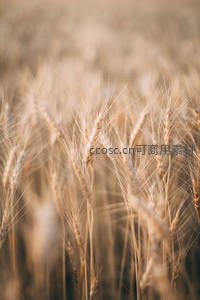 朦胧光影中的麦穗柔美