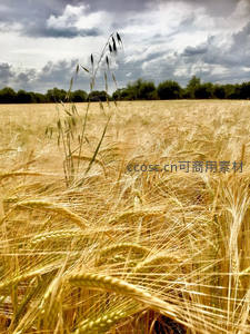 风雨欲来时的麦浪翻涌