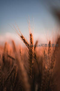 特写麦穗沐浴黄昏柔光
