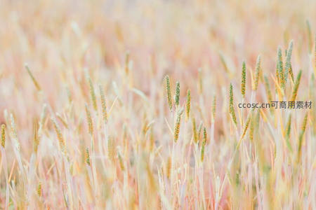 柔焦麦田如梦似幻粉彩世界