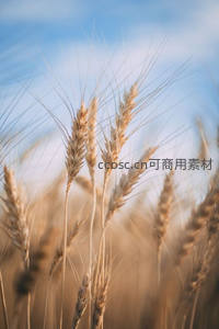 金色麦穗在蓝天下的微距特写