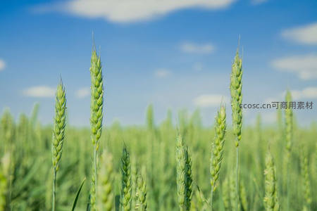 青翠麦苗迎风摇曳于碧空之下