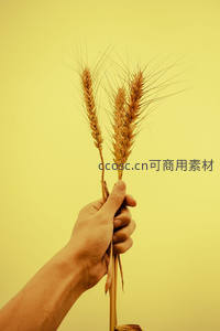 手中紧握三株成熟金黄麦穗
