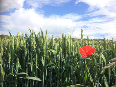 绿麦田中一朵红罂粟花绽放