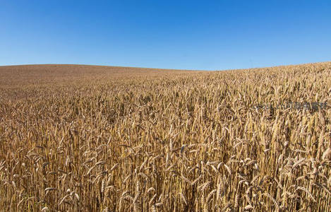 无垠金色麦浪铺展至蔚蓝天际