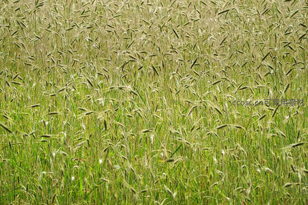 青翠麦苗在微风中如波浪般起伏