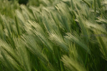 晨光中的青麦穗如羽毛般轻柔飘逸