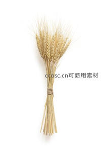 金黄麦穗束在纯白背景上