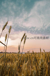 夕阳下麦田剪影与云霞辉映