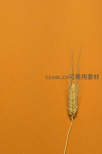 单支麦穗静置于橙色背景之上