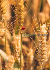 瓢虫栖息于金黄麦穗之上